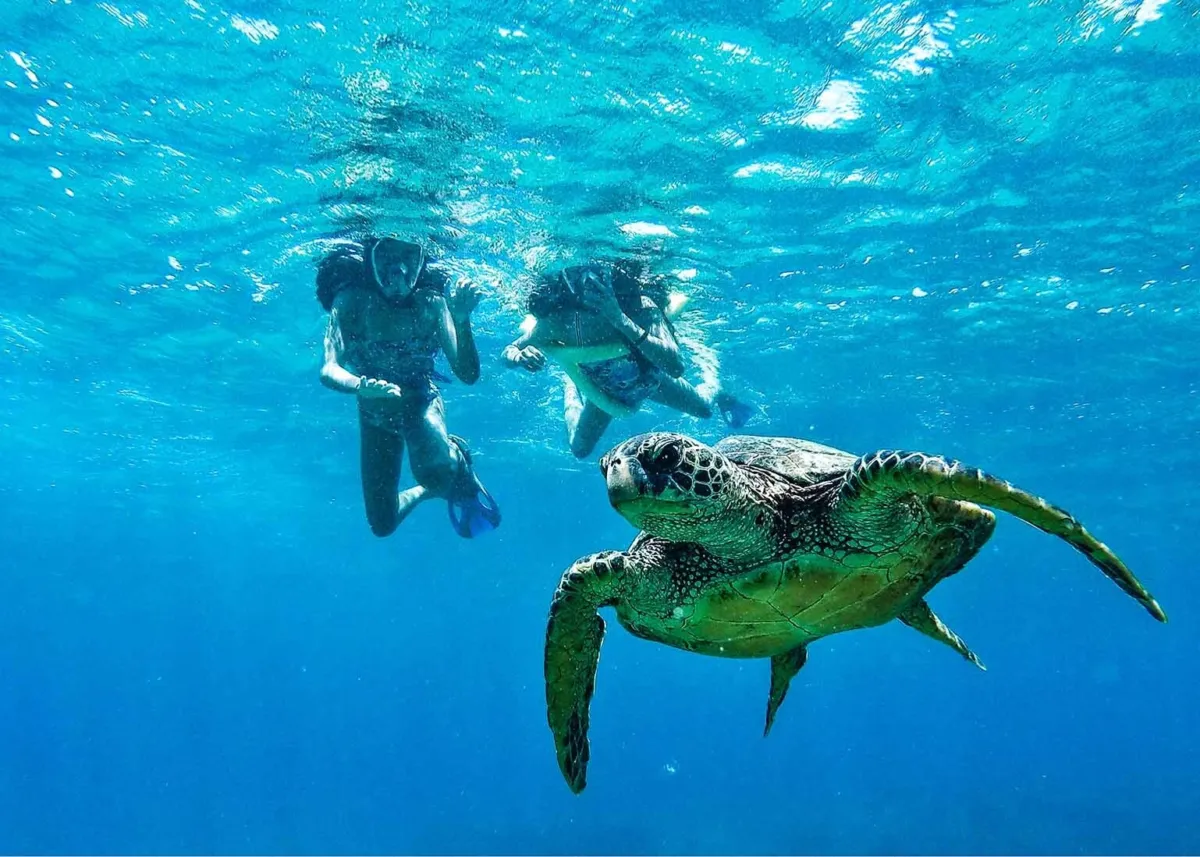 Snorkeler diving down to see sea turtle close up in Waikiki waters