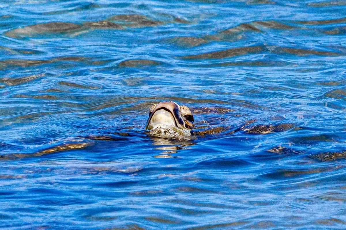 Hawaiian green sea turtle swimming above water during Waikiki snorkel tour
