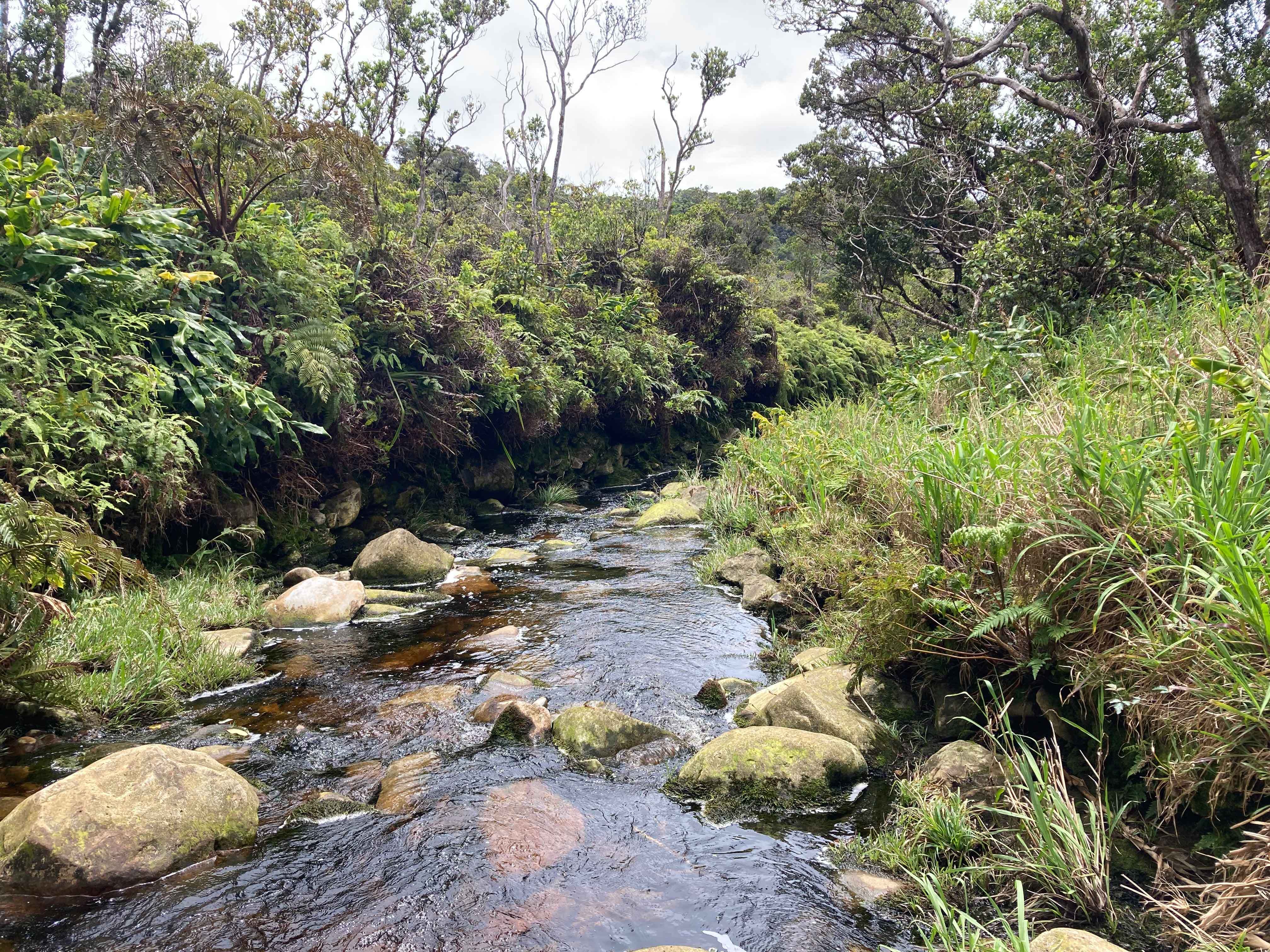 upper Kawaikoa Stream