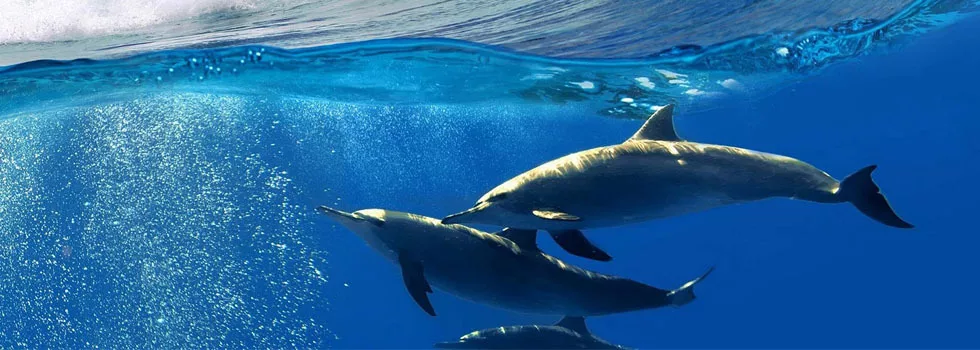 Dolphin tour koolina oahu