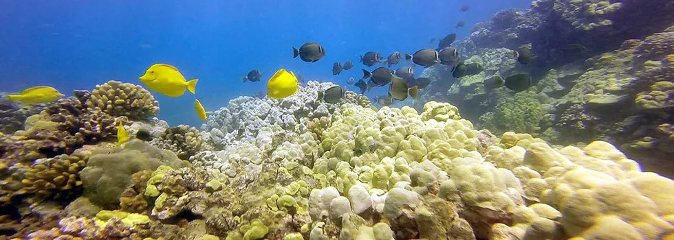 Big-island-kayak-snorkel-tour