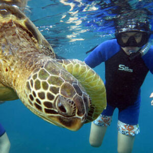 Wailea Eco Snorkel Lesson and Tour