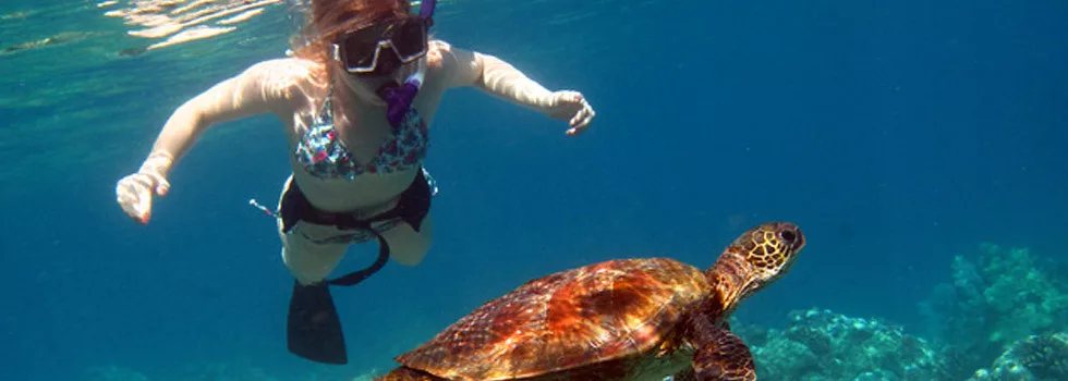 Snorkel-with-turtles-wailea