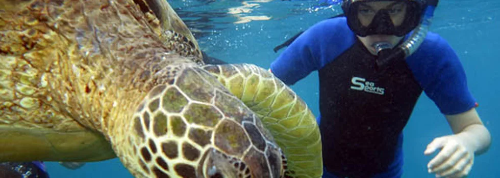 Swimming-with-turtles-wailea