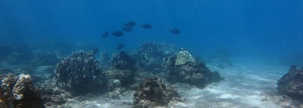 Best-scuba-reef-maui-wailea