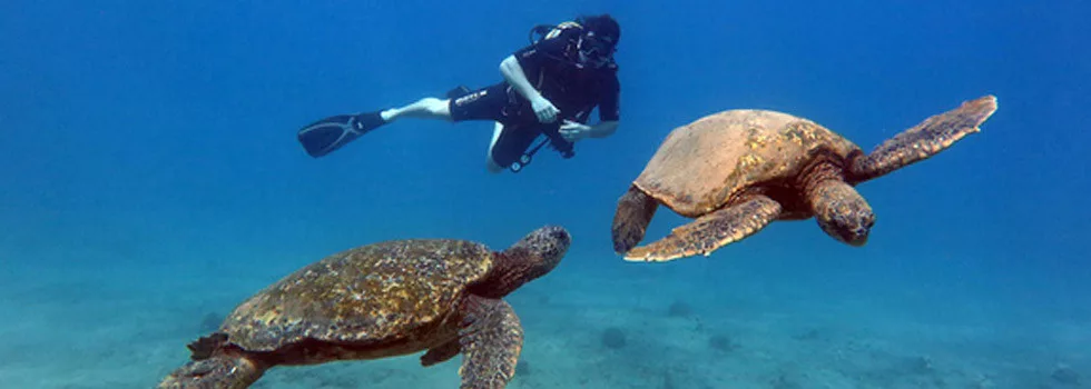Scuba-with-turtles-wailea