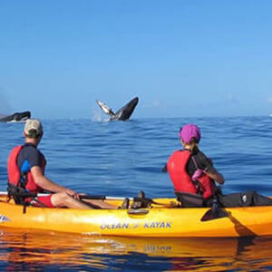 Whale Watching Kayak Snorkel Tour